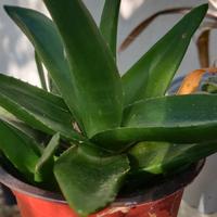 Aloe in vaso