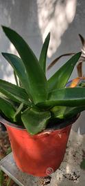 Aloe in vaso