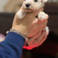 Cuccioli schnauzer nano