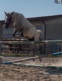 Puledra doppio pony Knabstrupper