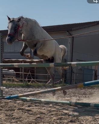 Puledra doppio pony Knabstrupper
