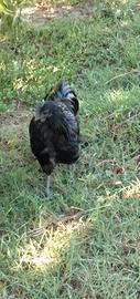 Galli Cemani, Barnevelder e Australorp
