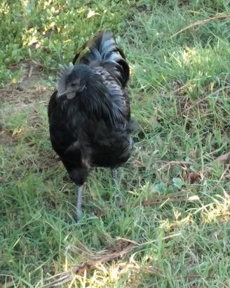 Galli Cemani, Barnevelder e Australorp