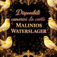 Canarini water lager