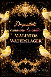 Canarini water lager