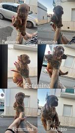 Splendidi cuccioli di Pitbull Terrier