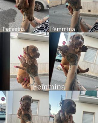Splendidi cuccioli di Pitbull Terrier