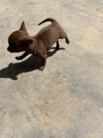 Chihuahua toy pelo corto