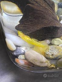 Pesci pulitori ancistrus