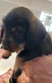 Bassotti a pelo duro