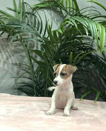 Jack russel