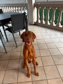 Cucciolotto vizsla 7 mesi maschio