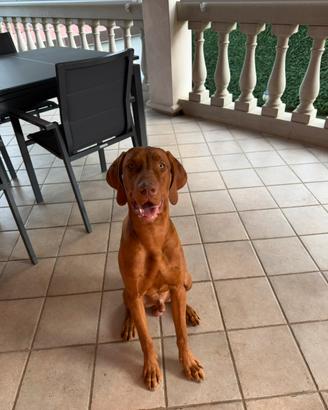 Cucciolotto vizsla 7 mesi maschio