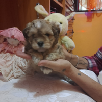 Papà barboncino mamma shitzu