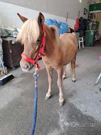 Mini pony