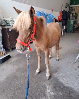 Mini pony