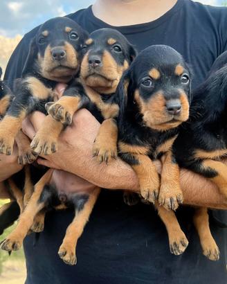 Cuccioli di Slovensky Kopov