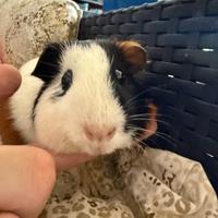 Cavia maschi