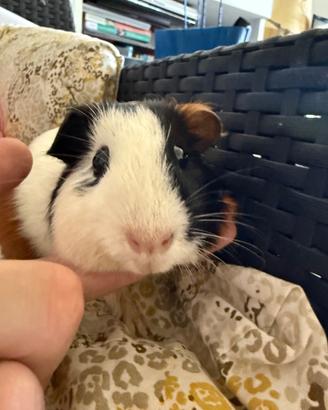 Cavia maschi