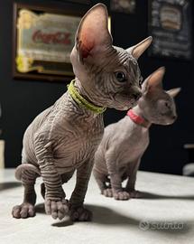 Sphynx Cuccioli