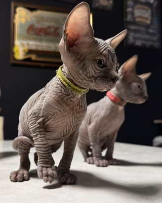 Sphynx Cuccioli