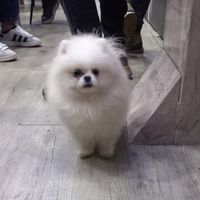 Spitz di Pomerania x monta