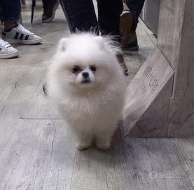 Spitz di Pomerania x monta