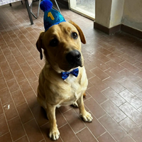 Accoppiamento labrador