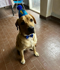 Accoppiamento labrador