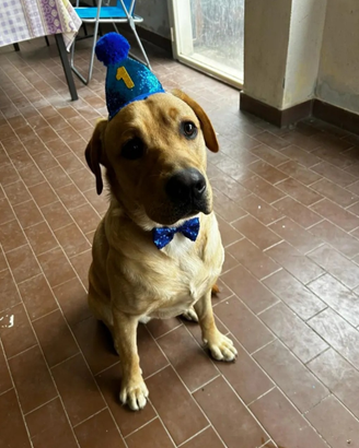 Accoppiamento labrador