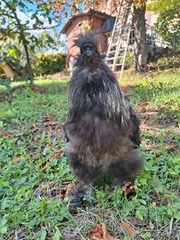 Gallo moroseta