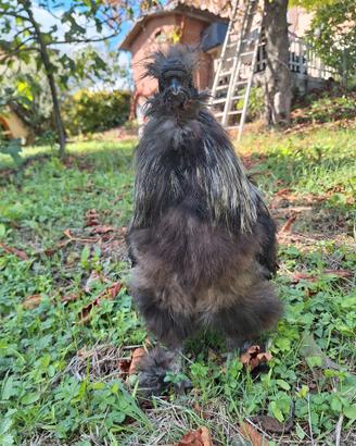 Gallo moroseta