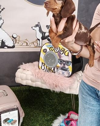 Cuccioli bassotti Kaninchen e nano disponbili ora