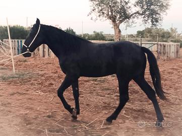 Puledro Cavallo Murgese