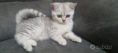 Scottish fold/straight