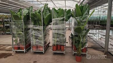 strelitzia h 180