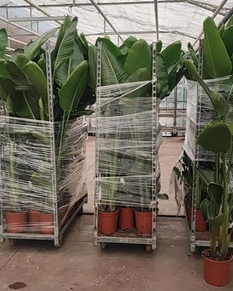 strelitzia h 180