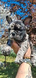 Bulldog / Bouledogue Francese
