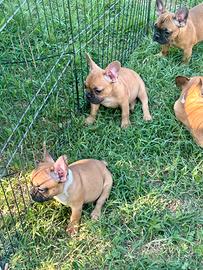Cuccioli di bulldog francese Red