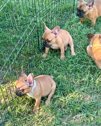 Cuccioli di bulldog francese Red