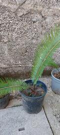 Piante Cicas.