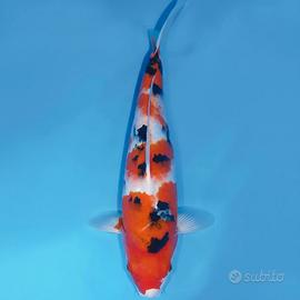 Carpe koi pesci laghetto