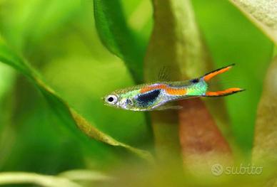 Guppy Endler maschi/femmine/avannotti