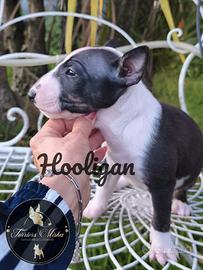 Bull Terrier Miniature