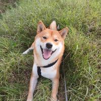 Shiba Inu maschio per accoppiamento
