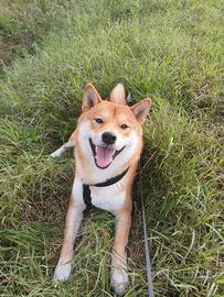 Shiba Inu maschio per accoppiamento