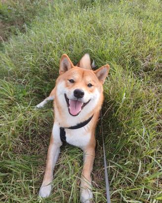 Shiba Inu maschio per accoppiamento