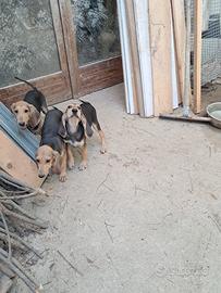 cuccioli di segugio italiano maschi  a pelo raso