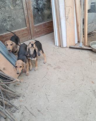 cuccioli di segugio italiano maschi  a pelo raso