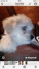 Maltese